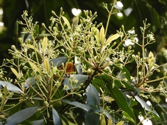 Machilus chekiangensis