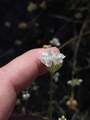 Gilia capitata