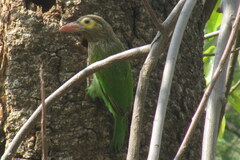 Psilopogon zeylanicus