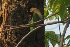 Psilopogon zeylanicus