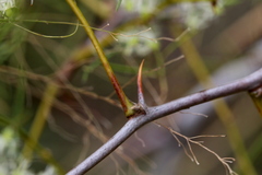 Asparagus retrofractus