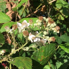 Rubus grabowskii