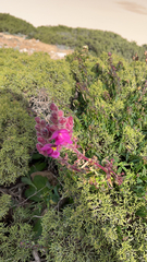 Antirrhinum majus