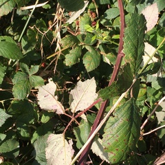 Rubus grabowskii