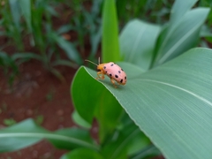 Podontia quatuordecimpunctata