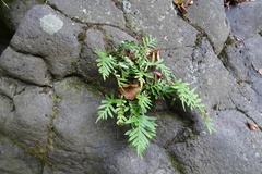 Polypodium cambricum