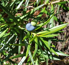 Podocarpus spinulosus