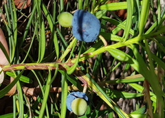 Podocarpus spinulosus