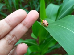 Podontia quatuordecimpunctata