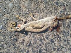 Chamaeleo chamaeleon