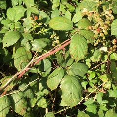 Rubus grabowskii