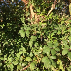 Rubus grabowskii
