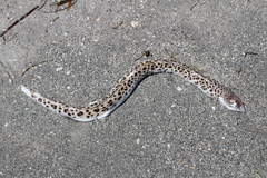 Echiophis intertinctus