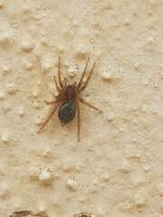 Lycosoides coarctata