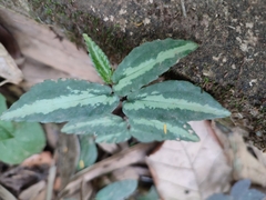 Tradescantia zebrina