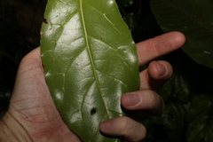 Pennantia cunninghamii