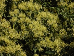 Machilus chekiangensis