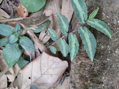 Tradescantia zebrina