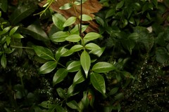 Pandorea jasminoides