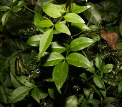 Pandorea jasminoides