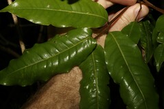 Mischocarpus australis