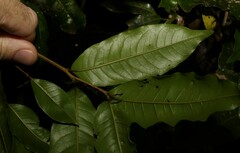 Mischocarpus australis