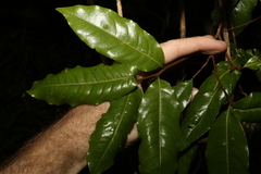 Mischocarpus australis