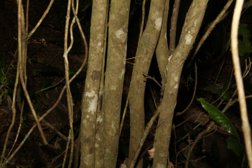 Image of Mischocarpus australis by (c) Greg Tasney, some rights reserved (CC BY-SA)
