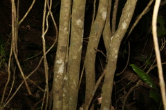 Mischocarpus australis