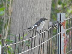 Ficedula hypoleuca