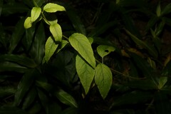 Deeringia amaranthoides