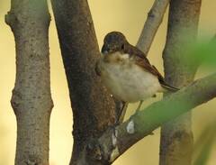 Ficedula hypoleuca