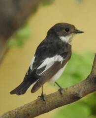 Ficedula hypoleuca
