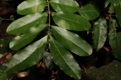 Dysoxylum fraserianum