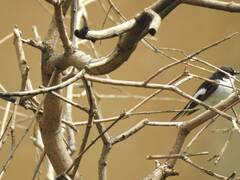 Ficedula hypoleuca