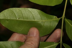 Dysoxylum fraserianum