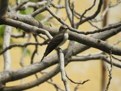 Ficedula hypoleuca