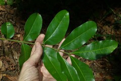 Dysoxylum fraserianum