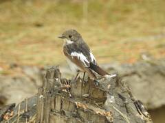 Ficedula hypoleuca