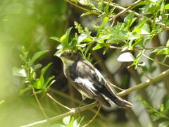 Ficedula hypoleuca