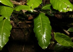 Mischocarpus australis