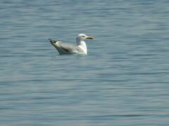 Larus michahellis