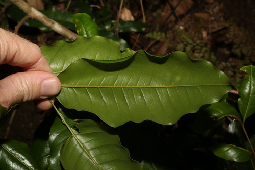 Image of Mischocarpus australis by (c) Greg Tasney, some rights reserved (CC BY-SA)