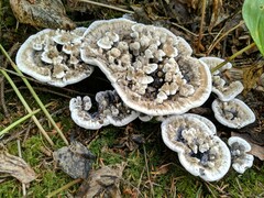 Hydnellum suaveolens