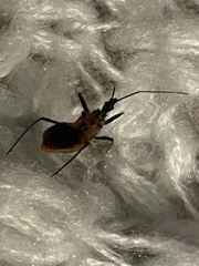 Gminatus