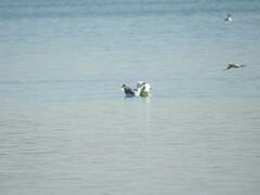 Larus michahellis