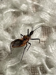 Gminatus