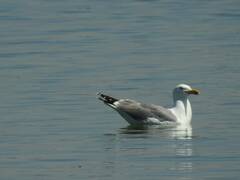 Larus michahellis