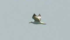 Larus michahellis