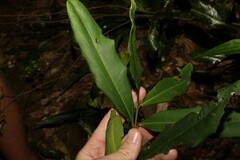 Syzygium ingens